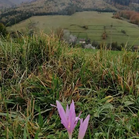 зачаровані карпати, *