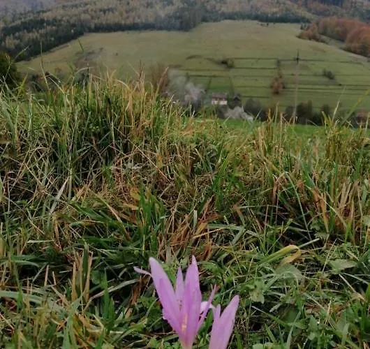 зачаровані карпати, *